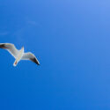 Oiseau vole sous ciel bleu par Olga Safronova (unsplash.com)