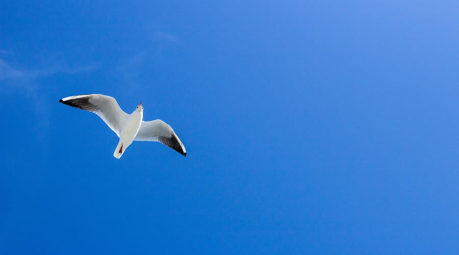 Oiseau vole sous ciel bleu par Olga Safronova (unsplash.com)