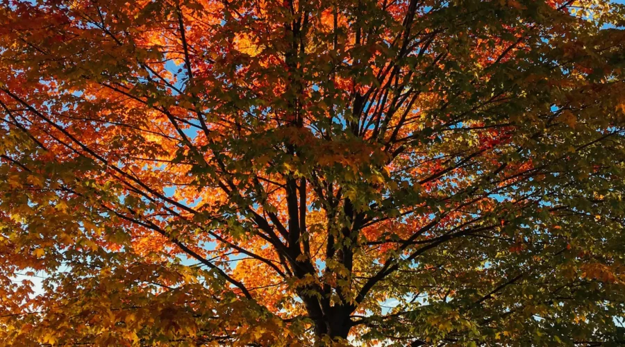 Arbre coloré par Aaron Burden (unsplash.com)